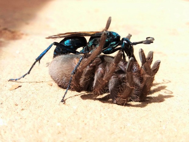 A vespa cavalo-do-cão é um inseto famoso pela sua agressividade e possui a  picada mais dolorosa do mundo - Portal Cidade Luz