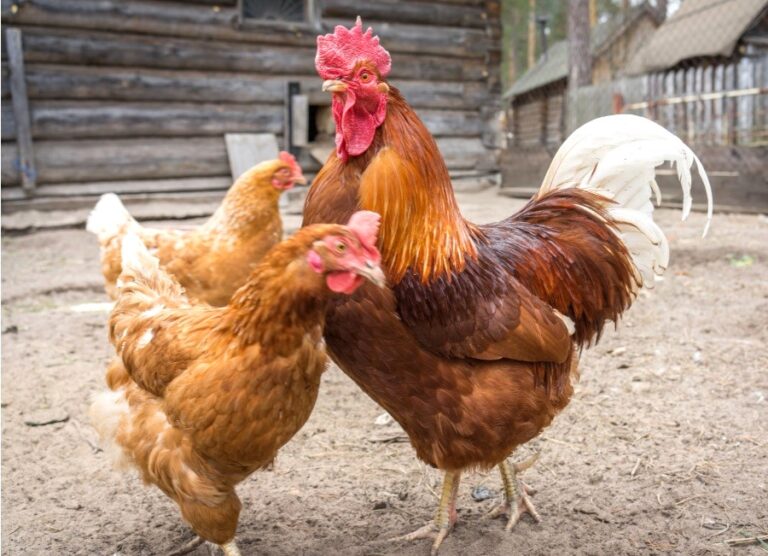 Qual é a diferença entre frango e galinha? - Portal Cidade Luz